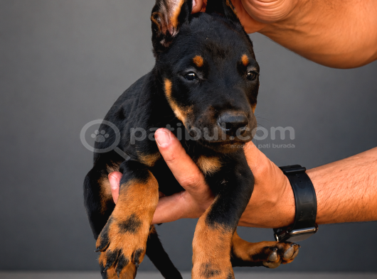 Kizil-Si̇yah Doberman Yavrularimiz Hazir görsel