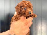 Kore Ve Toy Poodle Yavrularimiz Hazir