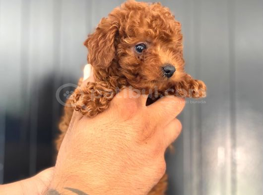 Kore Ve Toy Poodle Yavrularimiz Hazir görsel