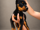 Kizil-Si̇yah Doberman Yavrularimiz Hazir