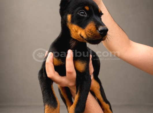Kizil-Si̇yah Doberman Yavrularimiz Hazir görsel