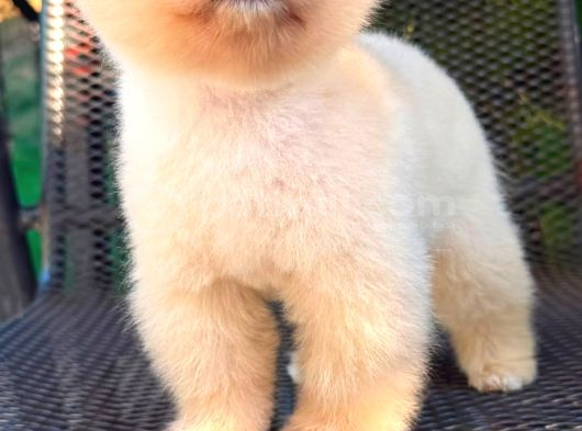 Pomeranian Boo Yavrularımız görsel