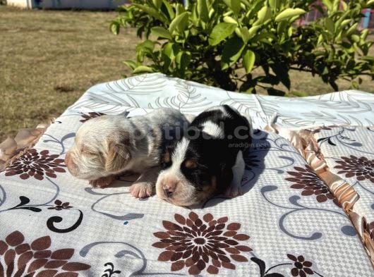 Beagle Bi̇gil görsel