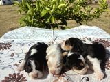Beagle Bi̇gil