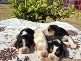 Beagle Bi̇gil