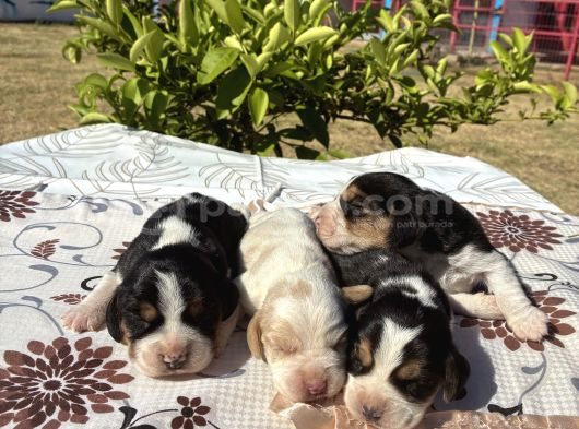 Beagle Bi̇gil görsel