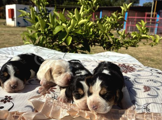 Beagle Bi̇gil görsel