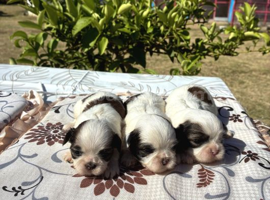 Shi̇h Tzu Şi̇tzu görsel