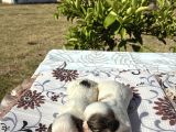 Shi̇h Tzu Şi̇tzu