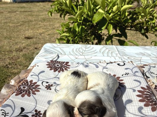 Shi̇h Tzu Şi̇tzu görsel