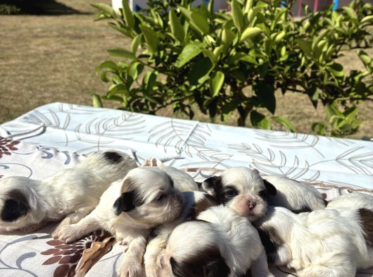 Shi̇h Tzu Şi̇tzu görsel