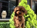 Orjinal Toy Poodle Yavrumuz