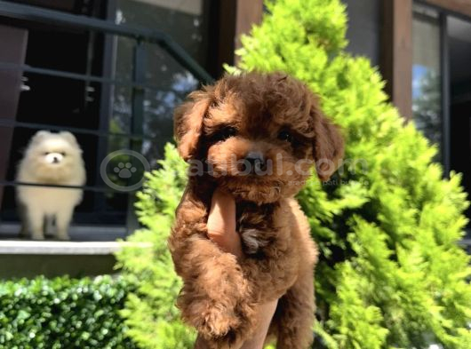 Orjinal Toy Poodle Yavrumuz