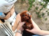 Orjinal Teacüp Poodle Yavrumuz
