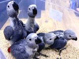 YERLİ ÜRETİM BEBEK FATURALI BELGELİ JAKO PAPAĞANLARI