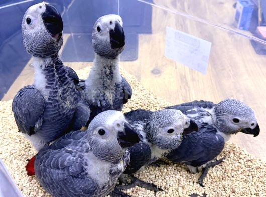 YERLİ ÜRETİM BEBEK FATURALI BELGELİ JAKO PAPAĞANLARI