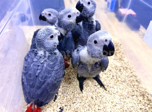 Yerli̇ Üreti̇m Bebek Faturali Belgeli̇ Jako Papağanlari görsel