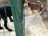 Dik Kulak Simit Kuyruk Kalite
