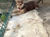 Dik Kulak Simit Kuyruk Kalite