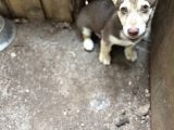 Dik Kulak Simit Kuyruk Kalite