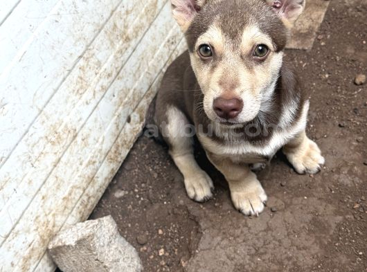 Dik Kulak Simit Kuyruk Kalite