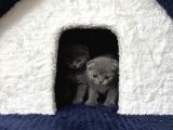 Scottish fold yavrumuz