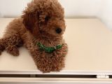 Uygun Fiyatlı Toy Poodle