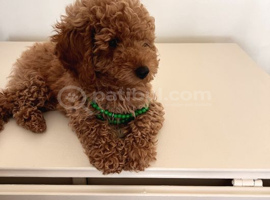 Uygun Fiyatlı Toy Poodle görsel