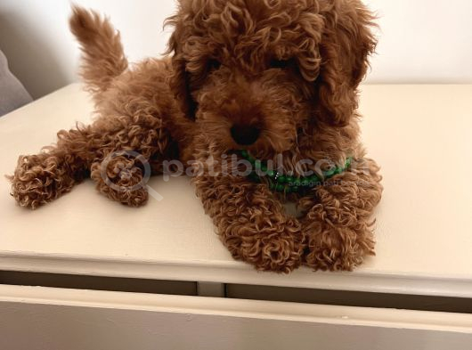 Uygun Fiyatlı Toy Poodle görsel