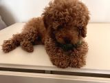 Uygun fiyatlı toy poodle
