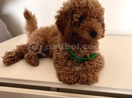 Uygun Fiyatlı Toy Poodle görsel