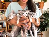 ÜCRETSİZ BRİTİSH ANNE VE YAVRULARI