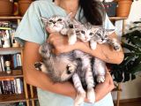 Ücretsi̇z Bri̇sti̇h Anne Ve Yavrulari