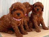 Kore Ve Toy Poodle Yavrularimiz Hazir