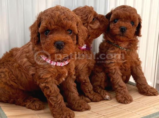 Kore Ve Toy Poodle Yavrularimiz Hazir görsel