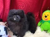 Pomeranian Boo Yavrularımız
