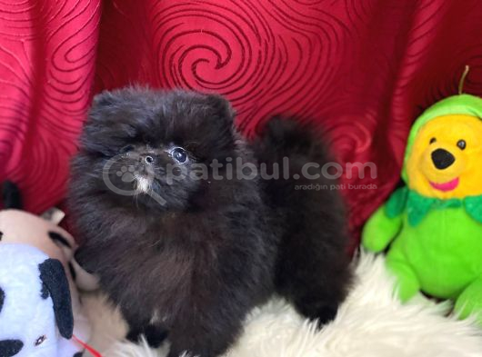 Pomeranian Boo Yavrularımız görsel
