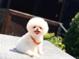 Pomeranian Boo Yavrularımız