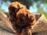 A Şecereli Toy Poodle Yavrularımız Sağlık Ve Irk Garantili