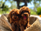 A Şecereli Toy Poodle Yavrularımız Sağlık Ve Irk Garantili