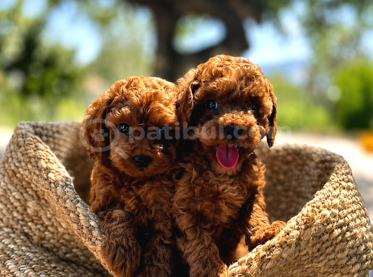 A Şecereli Toy Poodle Yavrularımız Sağlık ve ırk garantili