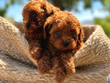 A Şecereli Toy Poodle Yavrularımız Sağlık Ve Irk Garantili