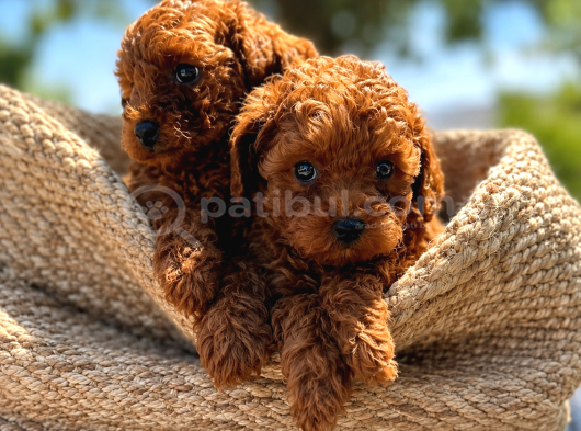 A Şecereli Toy Poodle Yavrularımız Sağlık Ve Irk Garantili görsel