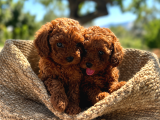 A Şecereli Toy Poodle Yavrularımız Sağlık Ve Irk Garantili