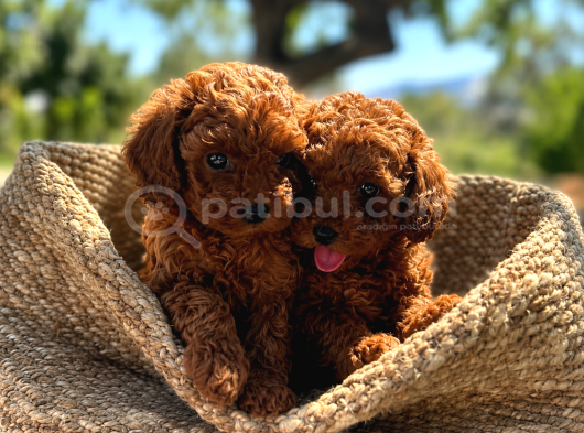 A Şecereli Toy Poodle Yavrularımız Sağlık Ve Irk Garantili görsel
