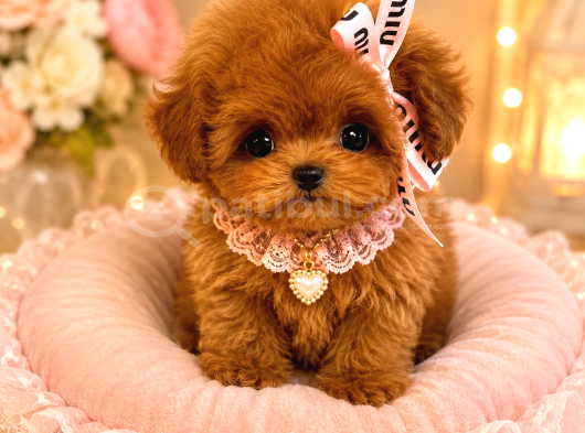 Kore Teacup Poodle bebeklerimiz