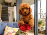 Toy Poodle Red Yavru Erkek Dişi Tüm Türkiye Teslimat Aşılı
