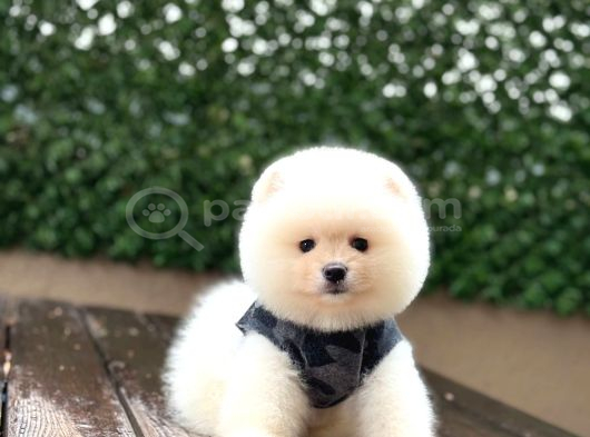 Ayıcık Surat Pomeranian Yavrular görsel