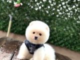 Ayıcık Surat Pomeranian Yavrular