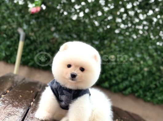 Ayıcık Surat Pomeranian Yavrular görsel
